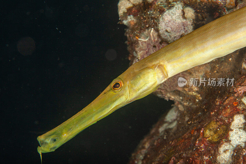 巨型马里鳗鱼(Gymnothorax javanicus)默里